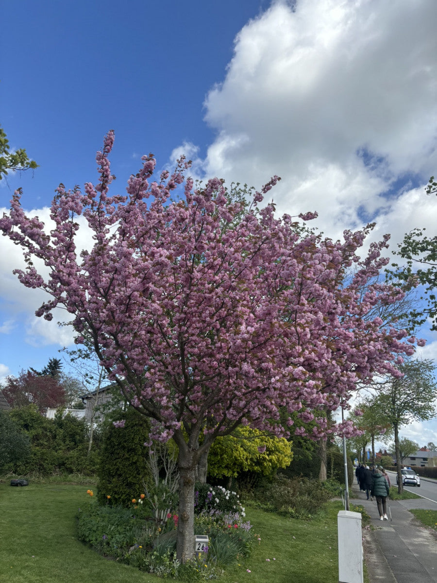 Japan. Nelkenkirsche 'Kanzan'; hier mit Blüte; winterhart; Einsatzmöglichkeit z.B. : Solitärpflanze; erhältlich von 60-100 bis 450-650 cm;;hier kaufen