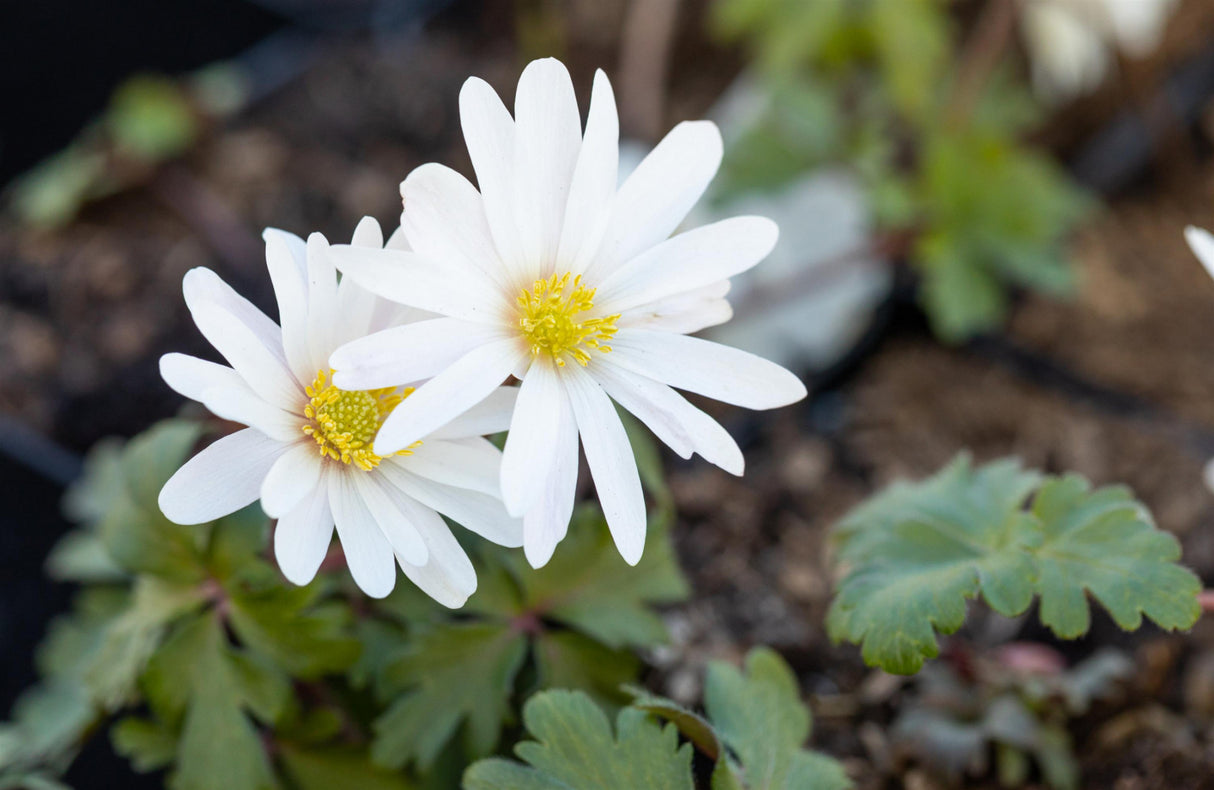 Garten-Strahlen-Windröschen mit Blüte; Einsatz: Steingärten, schneckensicher (schneckenresistent);;hier kaufen