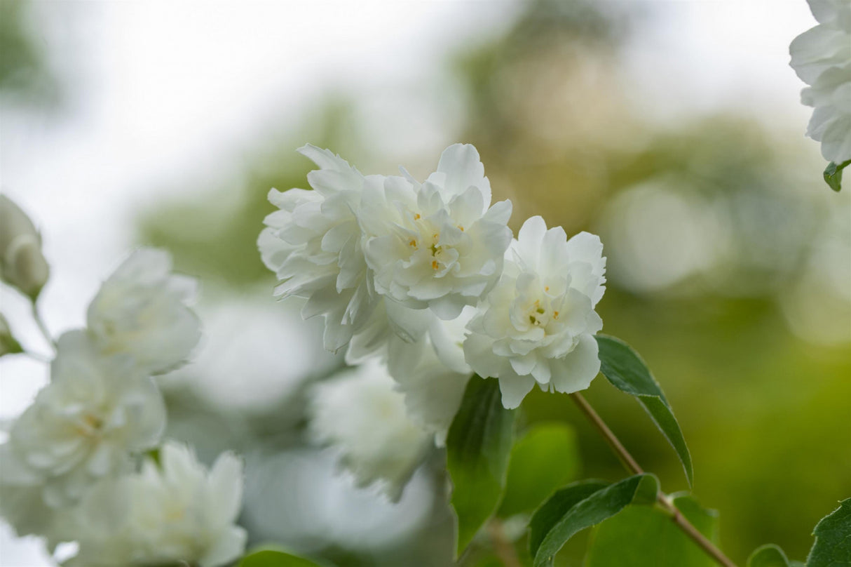 Philadelphus 'Schneesturm' mit Blüte, erhältlich von 40-60 bis 200-250 cm; Einsatz: , ;;ab 4,30 Euro