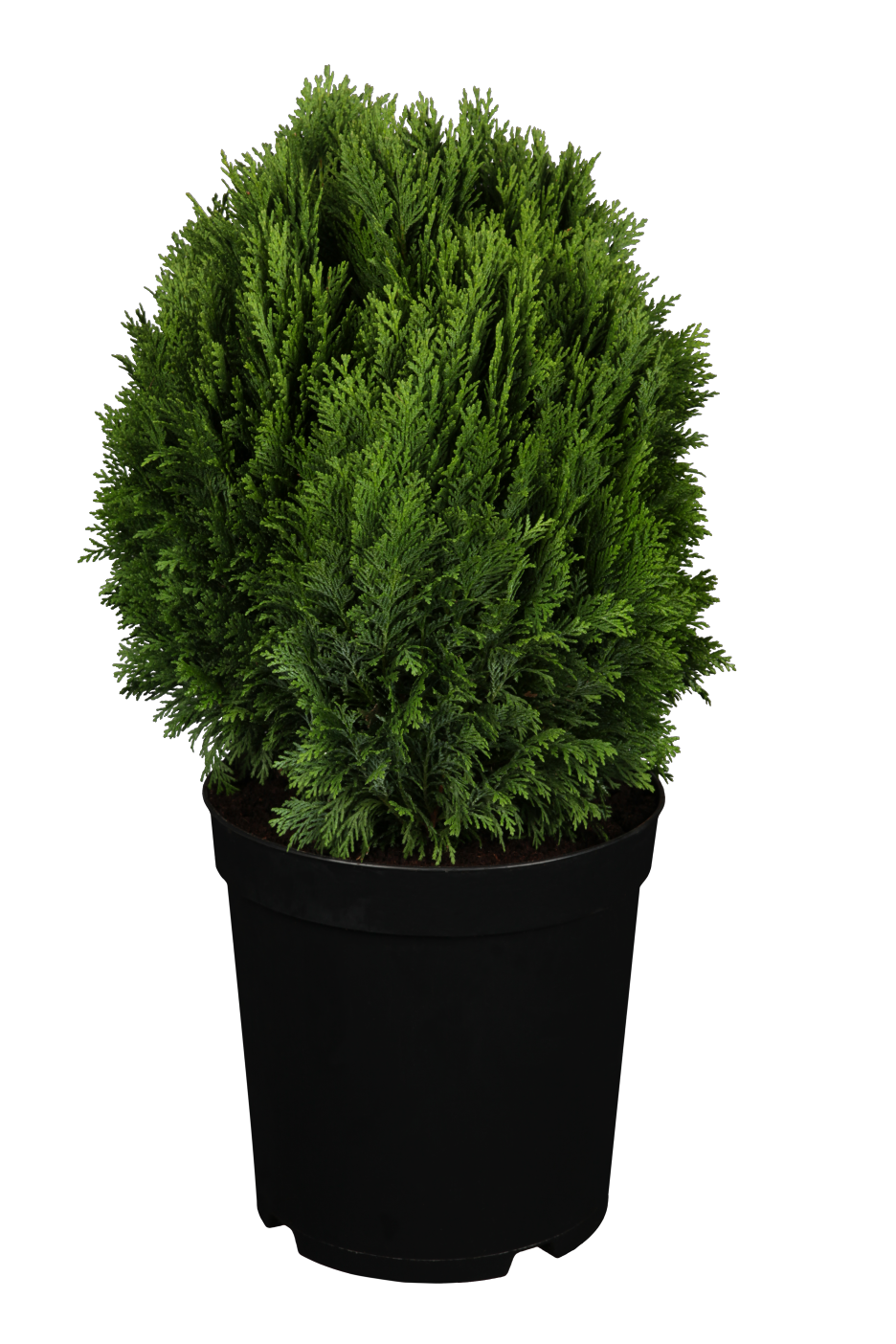 Chamaecyparis pisifera 'Minima Glauca' im Topf, erhältlich als: ; Einsatz: Heckenpflanze, nahrungsquelle für Vögel;;günstig mit Qualität