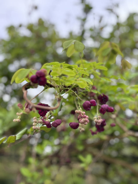 Akebia quinata; hier mit Blüte; dekorative Früchte; Einsatzmöglichkeit z.B. : dekorative Früchte; verfügbar in 2 Größen und Varianten;;ab 57,60 Euro