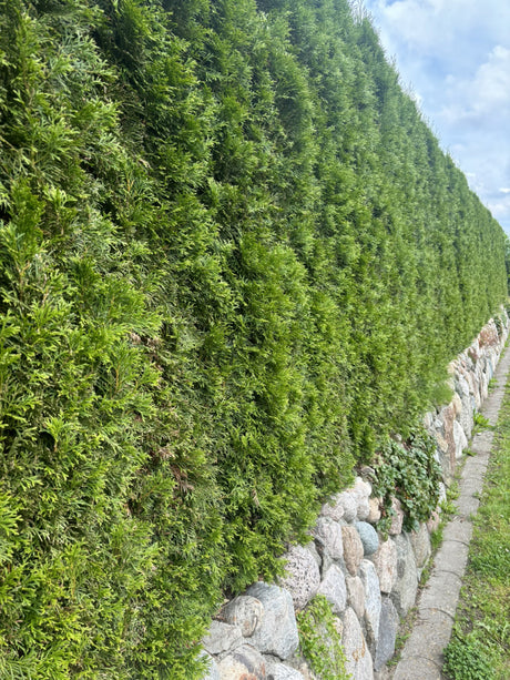 Lebensbaum 'Smaragd' als Hecke, verfügbar in 17 Größen und Varianten, schnittfest, anspruchslos, dicht wachsend;;hier kaufen