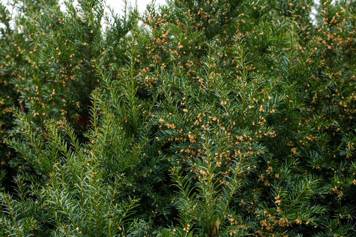 Heckenpflanzen Heckenpflanzen online kaufen aus Heckenpflanze Taxus baccata  (Heimische Eibe) – Mitteldeutsche-Baumschulen