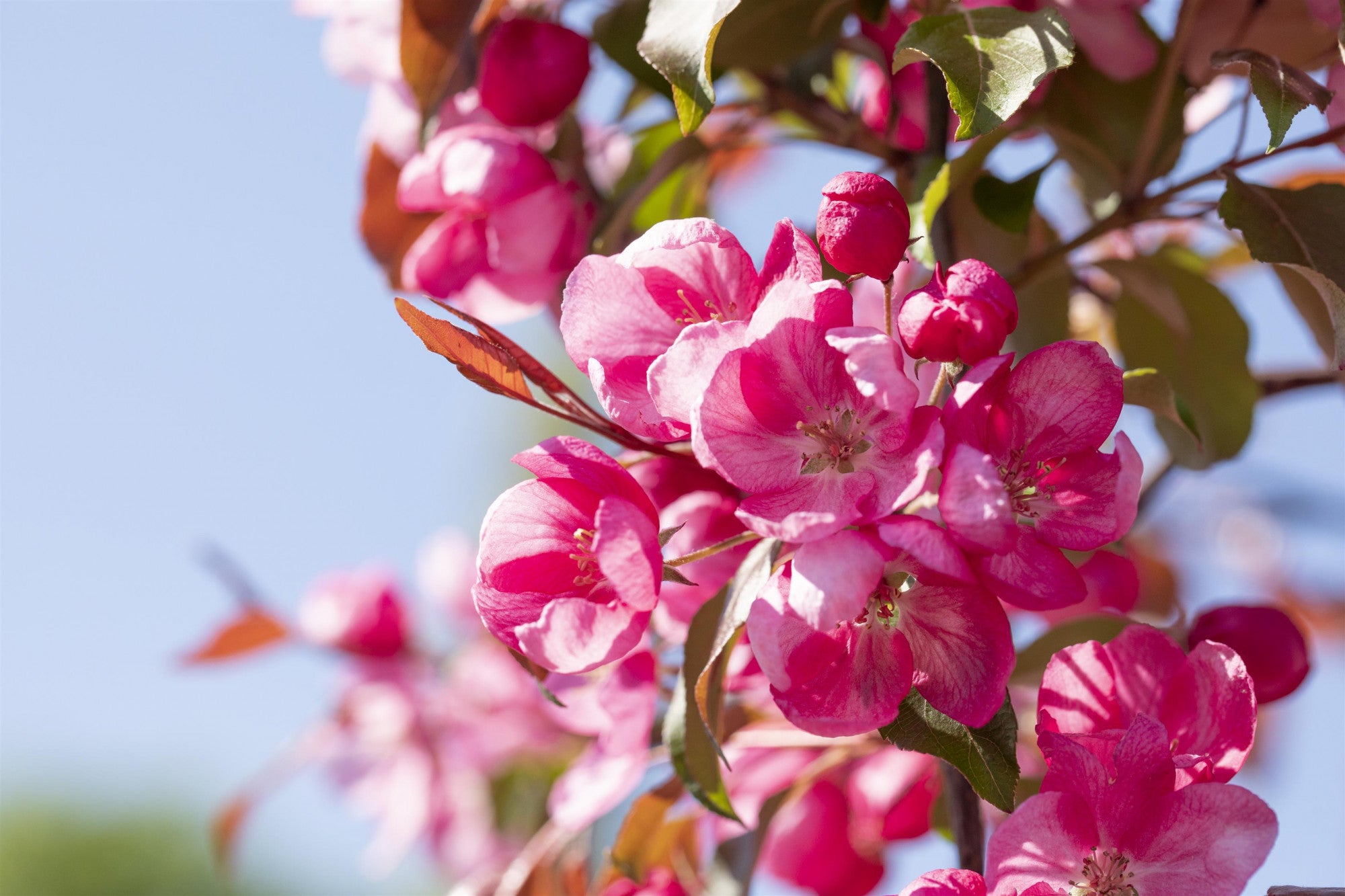 Malus 'Profusion' (Zierapfel 'Profusion')