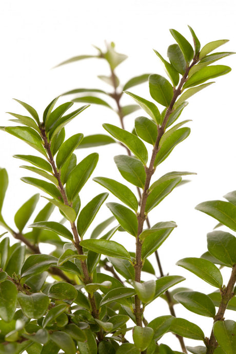 Lonicera nitida 'Elegant'; hier mit Belaubung; kompakt; Einsatzmöglichkeit z.B. : Hecke; verfügbar in 2 Größen und Varianten;;ab 4,05 Euro