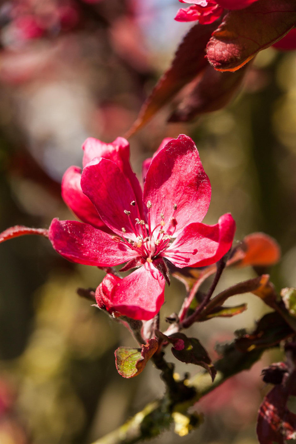 Malus 'Dark Rosaleen' (Zierapfel 'Dark Rosaleen')