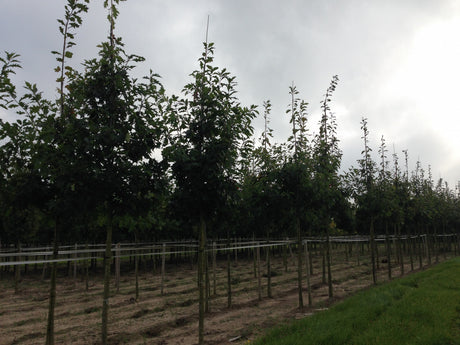 Quercus rubra HkG 81602; intensiv-rote Laubfärbung bringt etwas „Indian-Summer-Feeling“; verfügbar in 8 Größen und Varianten;;ab 1,54 Euro