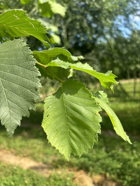 Ulmus glabra; hier mit Belaubung; robust; Einsatzmöglichkeit z.B. : Alleebaum; verfügbar in 29 Größen und Varianten;;ab 2,94 Euro