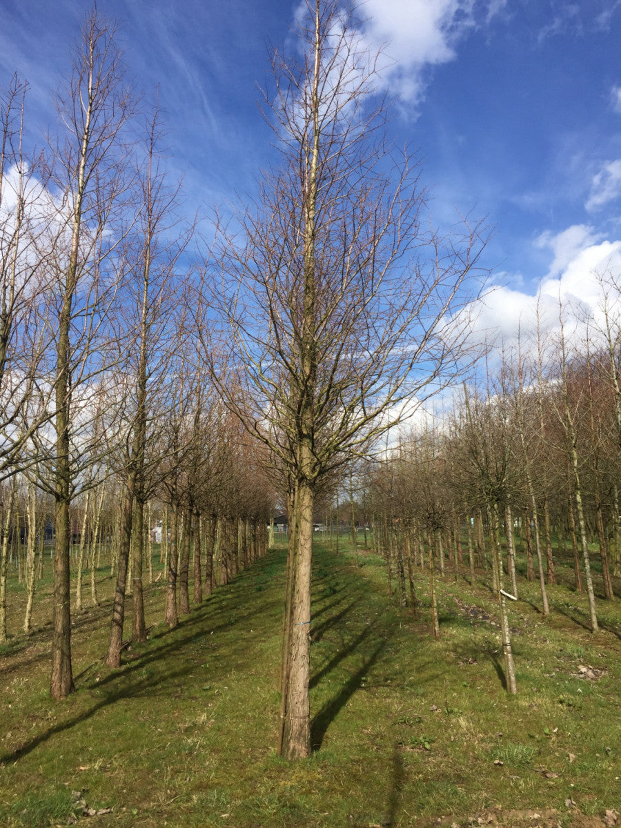 Wasser-Cypresse mit Winterlaub, erhältlich als: Solitär, Hochstamm; Einsatz: Parkbaum, herbstfärbung;;günstig mit Qualität