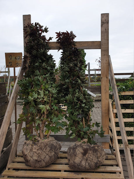 Spitzahorn 'Crimson Sentry'; vorbereitet für Versand; herbstfärbung; Einsatzmöglichkeit z.B. : anspruchslose Pflanze; erhältlich von 270-330 bis 450-650 cm;;hier kaufen