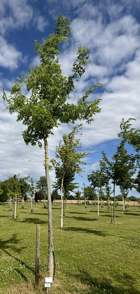Celtis australis; pflegeleicht; verfügbar in 4 Größen und Varianten;;ab 410,00 Euro