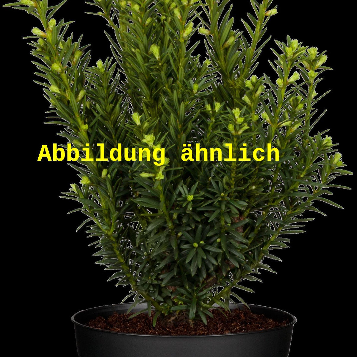 Taxus cuspidata (Japan.Eibe) hier günstig kaufen –  Mitteldeutsche-Baumschulen