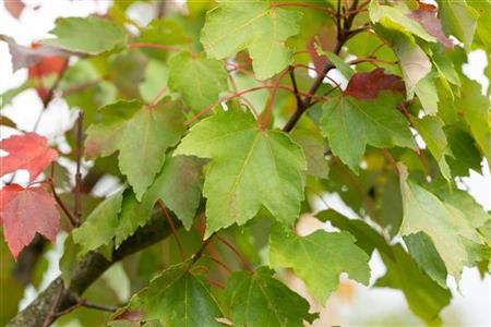 Acer rubrum 'Armstrong'; herbstfärbung; verfügbar in 7 Größen und Varianten;;ab 410,00 Euro