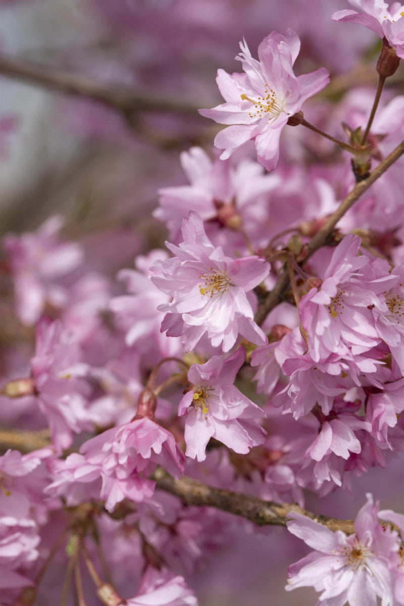 Prunus subhirtella 'Autumnalis'; hier mit Blüte; auffallender Blütenstrauch; Einsatzmöglichkeit z.B. : Solitärgehölz; verfügbar in 20 Größen und Varianten;;ab 20,70 Euro