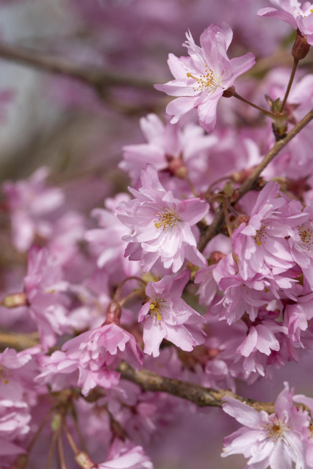 Prunus subhirtella 'Autumnalis'; hier mit Blüte; auffallender Blütenstrauch; Einsatzmöglichkeit z.B. : Solitärgehölz; verfügbar in 20 Größen und Varianten;;ab 20,70 Euro