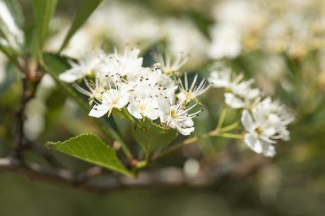 Crataegus crus-galli; hier mit Blüte; rote Herbstfärbung; Einsatzmöglichkeit z.B. : Heckenpflanze; verfügbar in 13 Größen und Varianten;;ab 123,00 Euro