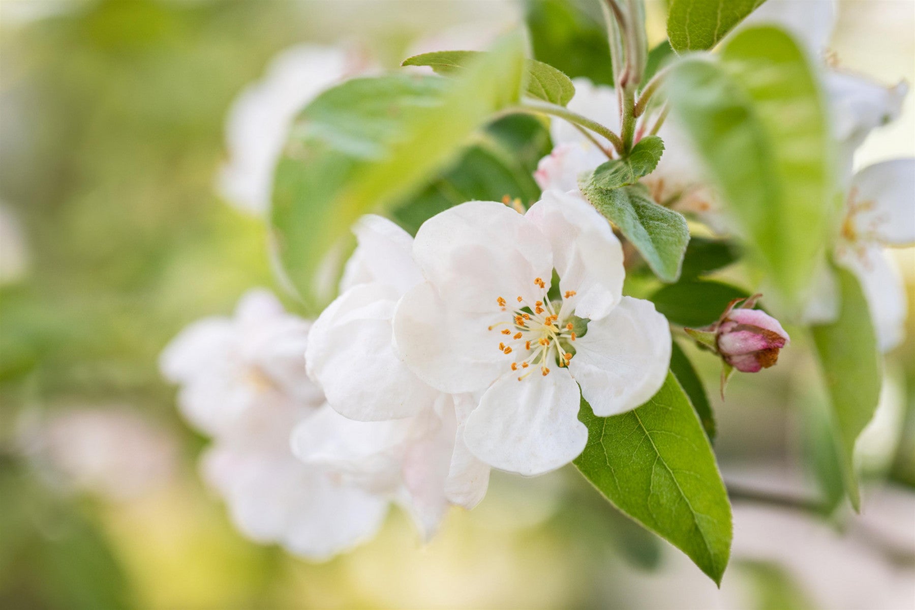 Malus 'David' (Zierapfel 'David')