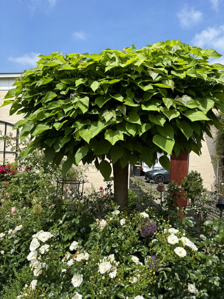 Kugel-Trompetenbaum 'Nana'; als Pflanze im Beet; schöne Blüten; Einsatzmöglichkeit z.B. : Stadtbaum; erhältlich von 270-330 bis 450-650 cm;;hier kaufen