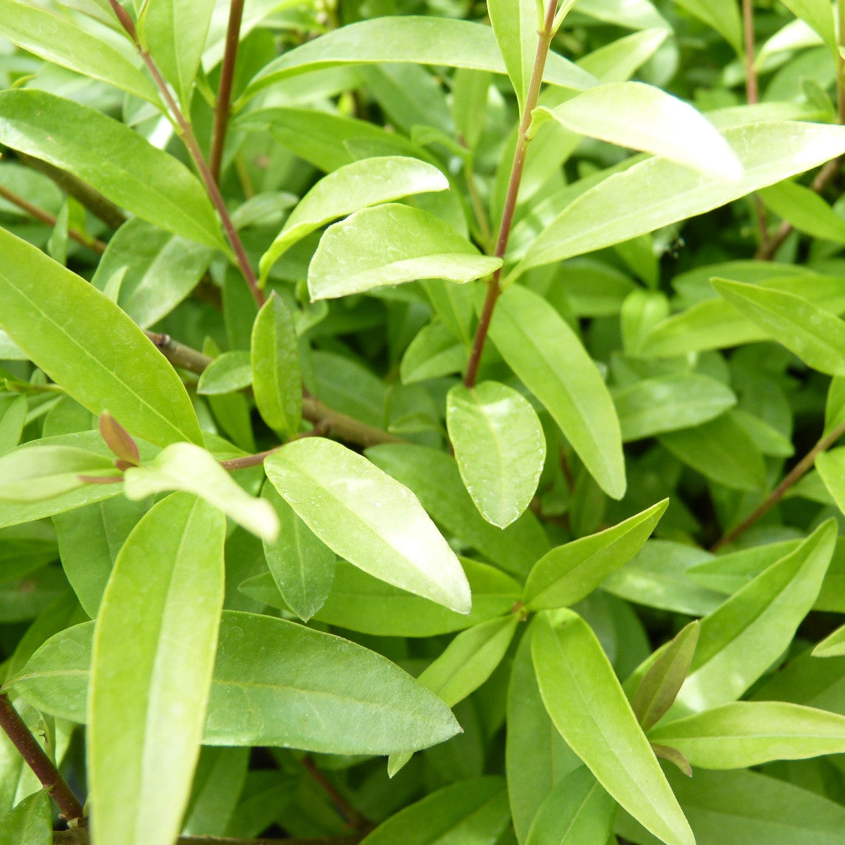 Heckenpflanzen Heckenpflanzen online kaufen aus Heckenpflanze Ligustrum  vulgare 'Lodense' (Zwergliguster) – Mitteldeutsche-Baumschulen