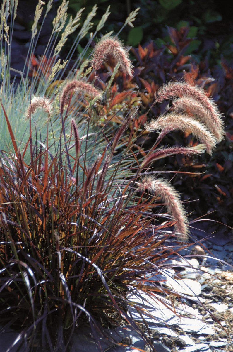 Pennisetum setaceum 'Rubrum' , ;;ab 5,88 Euro