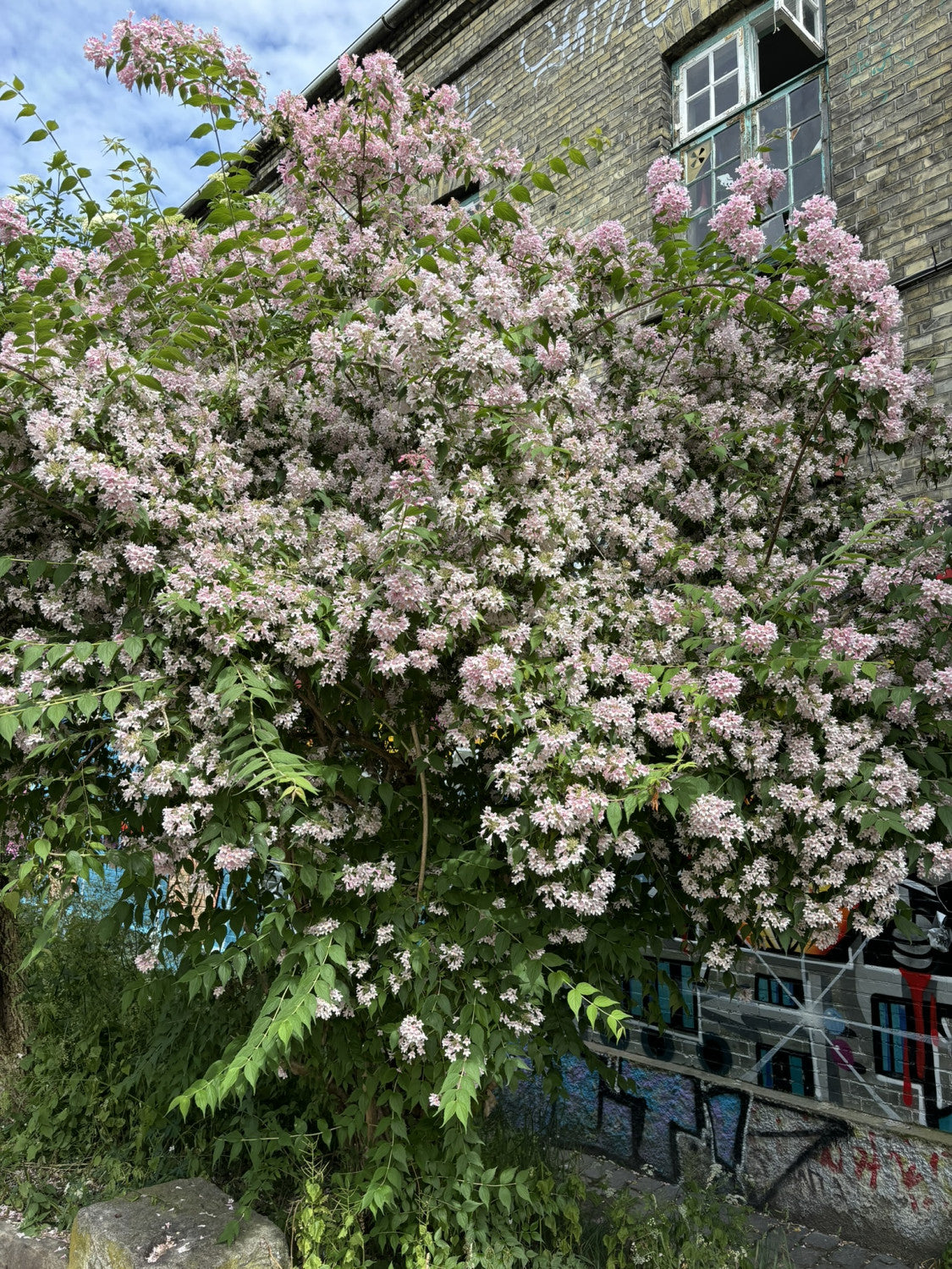 Kolkwitzia amabilis (Perlmuttstrauch)