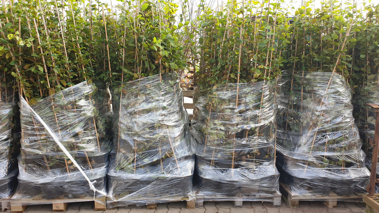 Hornbeam Versand, erhältlich als: Hochstamm, Heister, Sämling, gestochen, Sämling, verschulte Heister, leichte Heister; Einsatz: auch erhältlich in 'Dach-Variante' (Schirmwuchs), schnittverträglich;;günstig mit Qualität