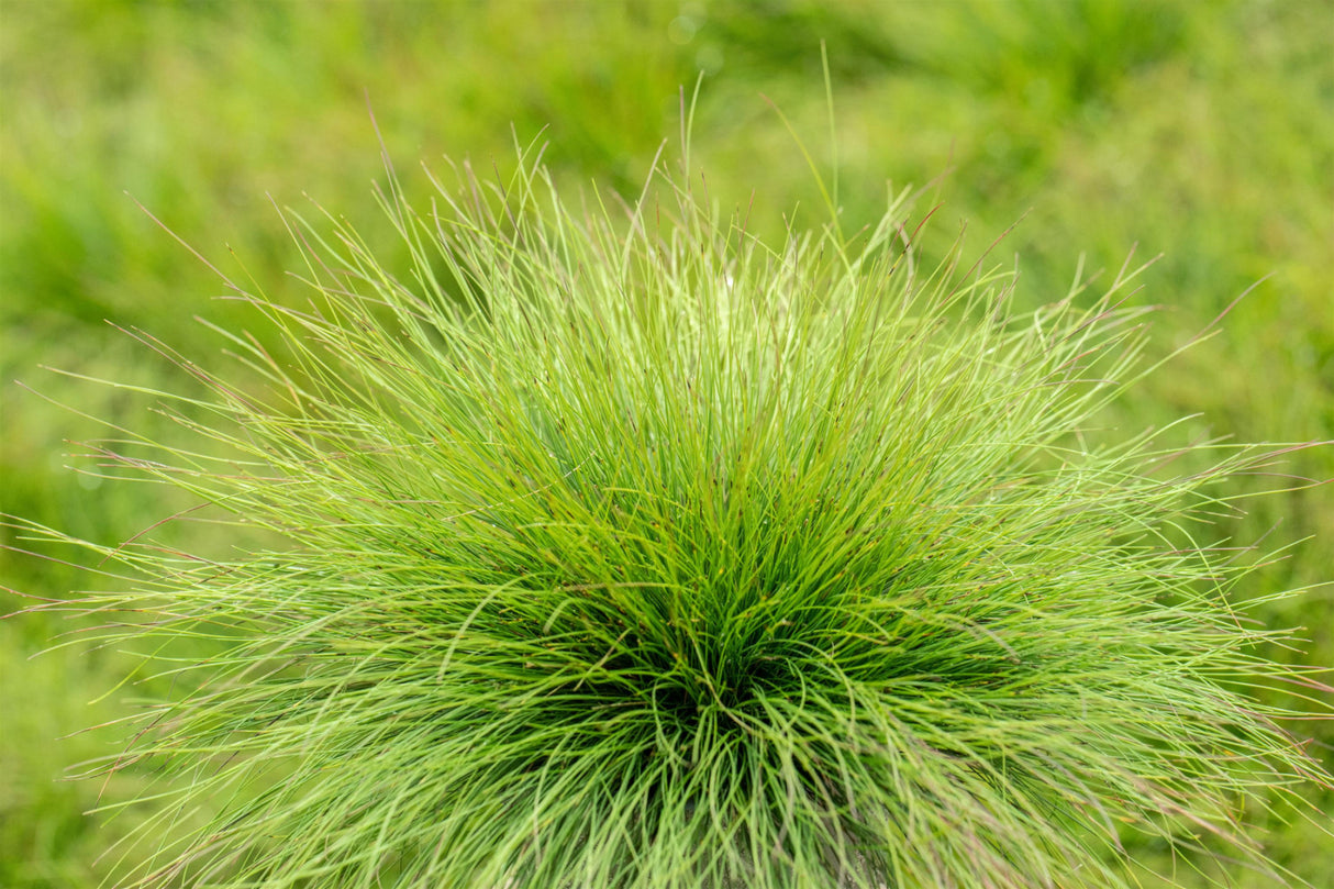Festuca amethystina , ;;ab 3,01 Euro