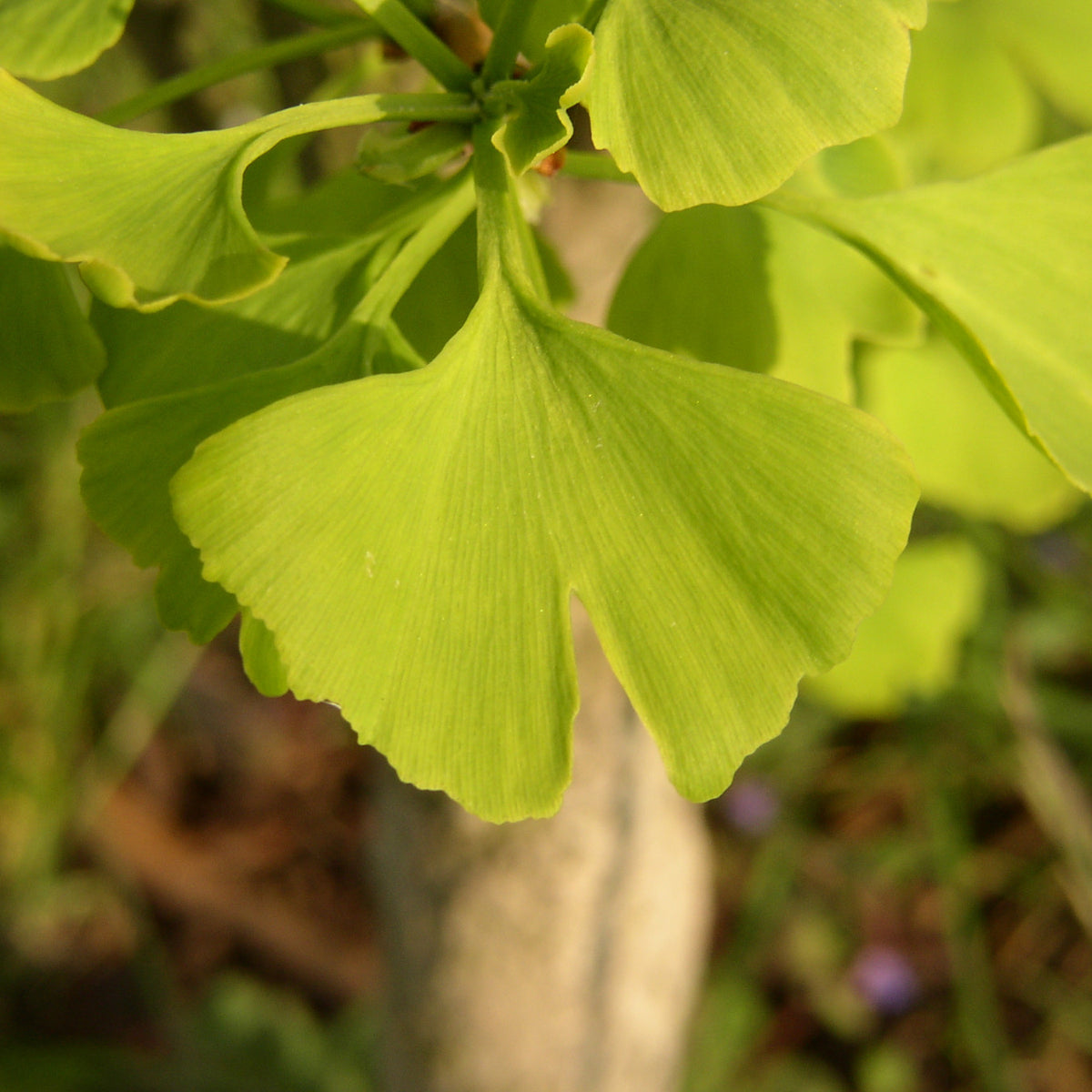 Ginkgo biloba (Fächerblattbaum) hier günstig kaufen –  Mitteldeutsche-Baumschulen