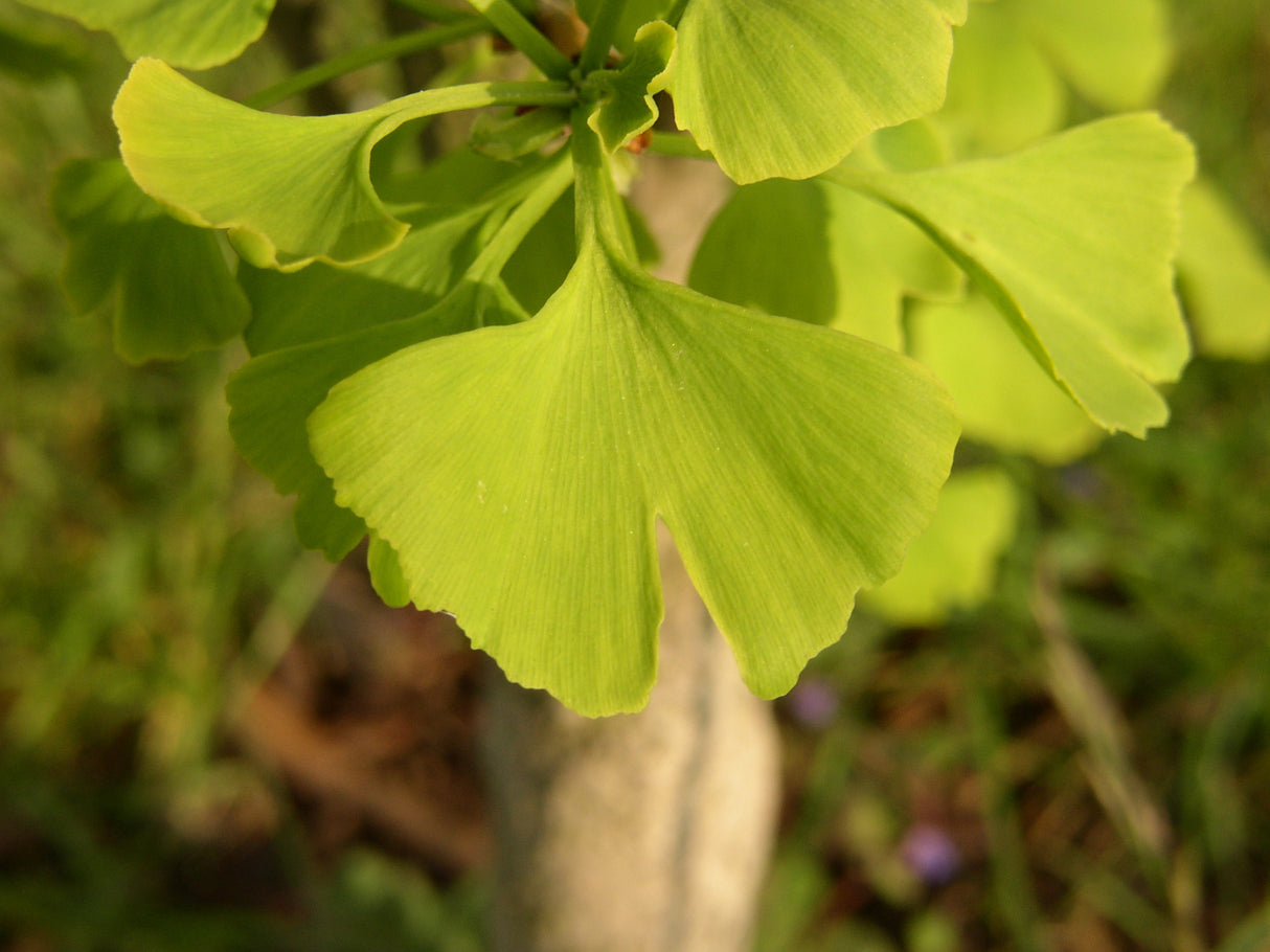 Ginkgo biloba mit Sommerbelaubung, erhältlich von 40-60 bis 450-650 cm; Einsatz: , ;;ab 13,10 Euro