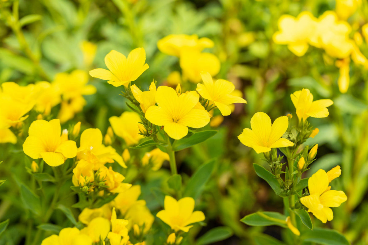 Linum flavum 'Compactum',gen. (Gelbblühender Garten-Lein) hier günstig  kaufen – Mitteldeutsche-Baumschulen