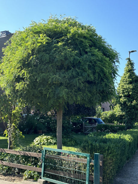 Kugelakazie; als Pflanze im Beet; schnellwüchsig; Einsatzmöglichkeit z.B. : Kübel; erhältlich von 270-330 bis 450-650 cm;;hier kaufen