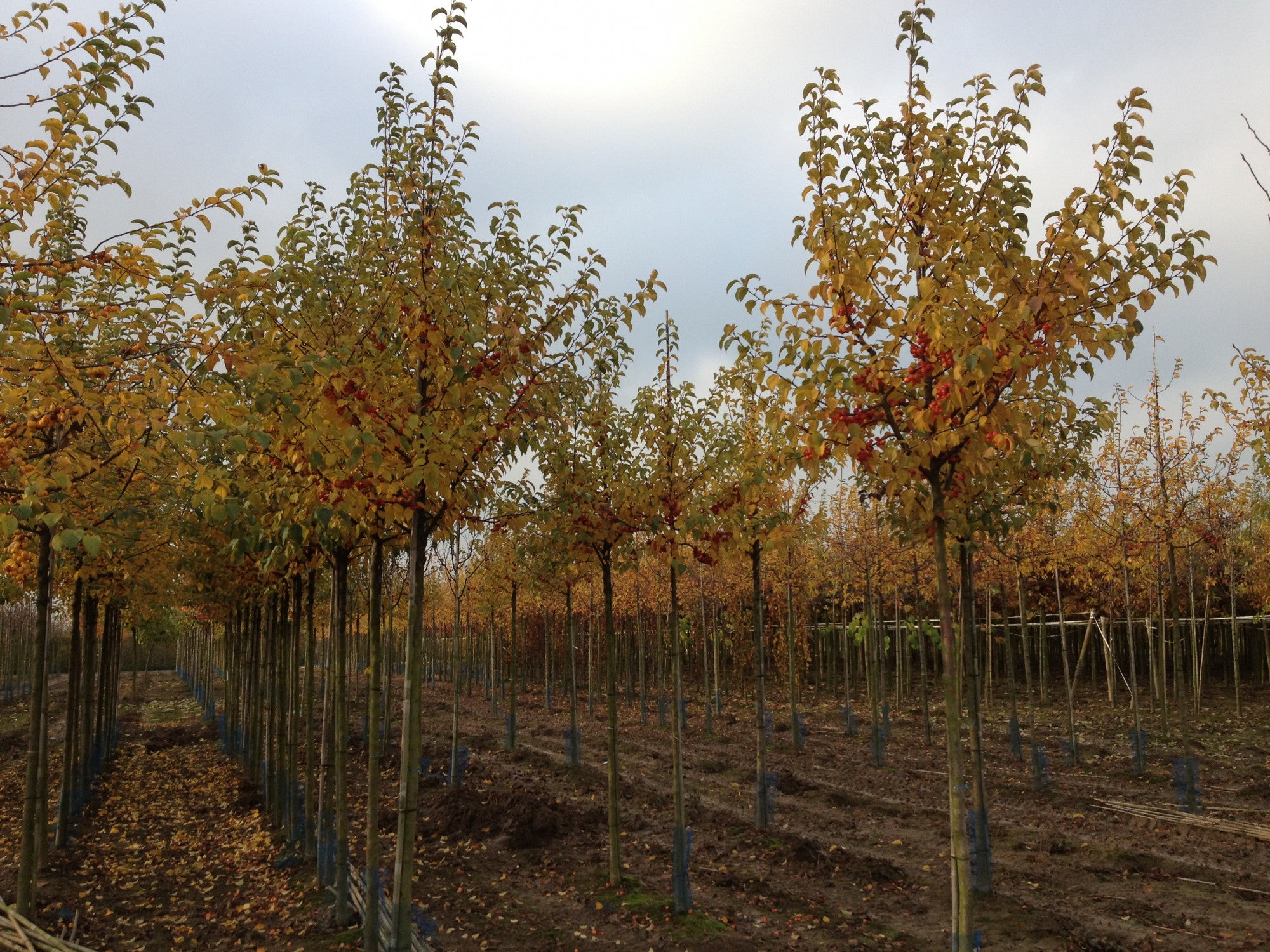 Malus 'Jonagold' (Apfel 'Jonagold' mittel)