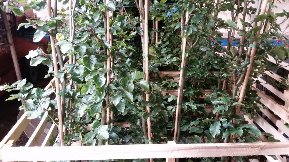 Fagus sylvatica VkG 4 Versand; Einsatz: Landschaftsbau, dekorativ;;ab 0,91 Euro