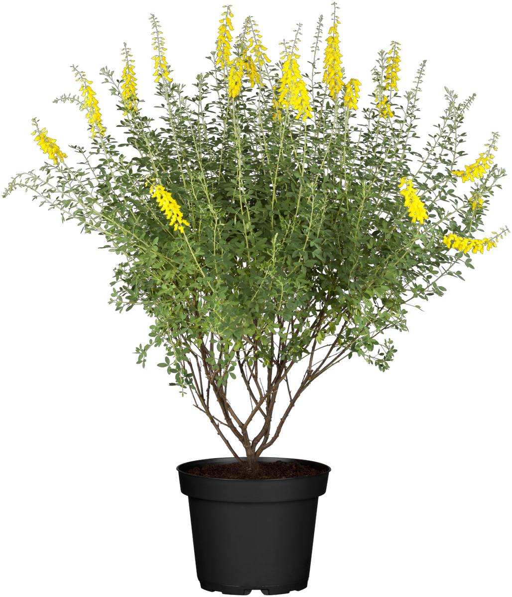 Cytisus nigricans 'Cyni' (Schwarzer Ginster 'Cyni') hier günstig kaufen –  Mitteldeutsche-Baumschulen
