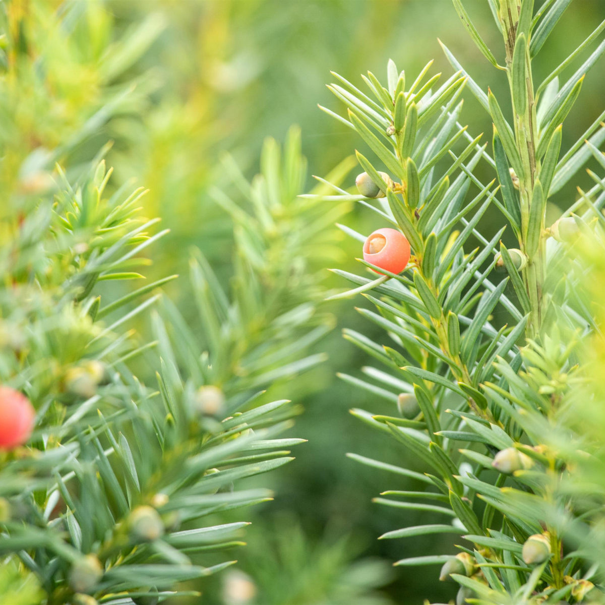 Heckenpflanzen Heckenpflanzen online kaufen aus Heckenpflanze Taxus media ' Hicksii' (Fruchtende Bechereibe) – Mitteldeutsche-Baumschulen