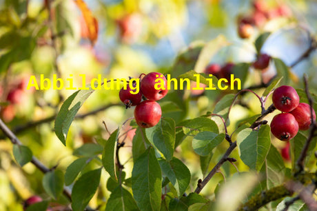 Genaues Foto für Malus 'Red Juvel' folgt; dieses ähnliche Bild dient der Illustration von Zierapfel 'Red Juvel'