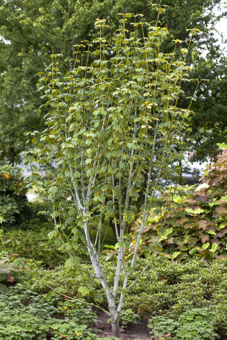 Amerikanischer Streifenahorn; in Einzelansicht; attraktive Streifenrinde; Einsatzmöglichkeit z.B. : Hecke; erhältlich von 80-100 bis 450-650 cm;;hier kaufen