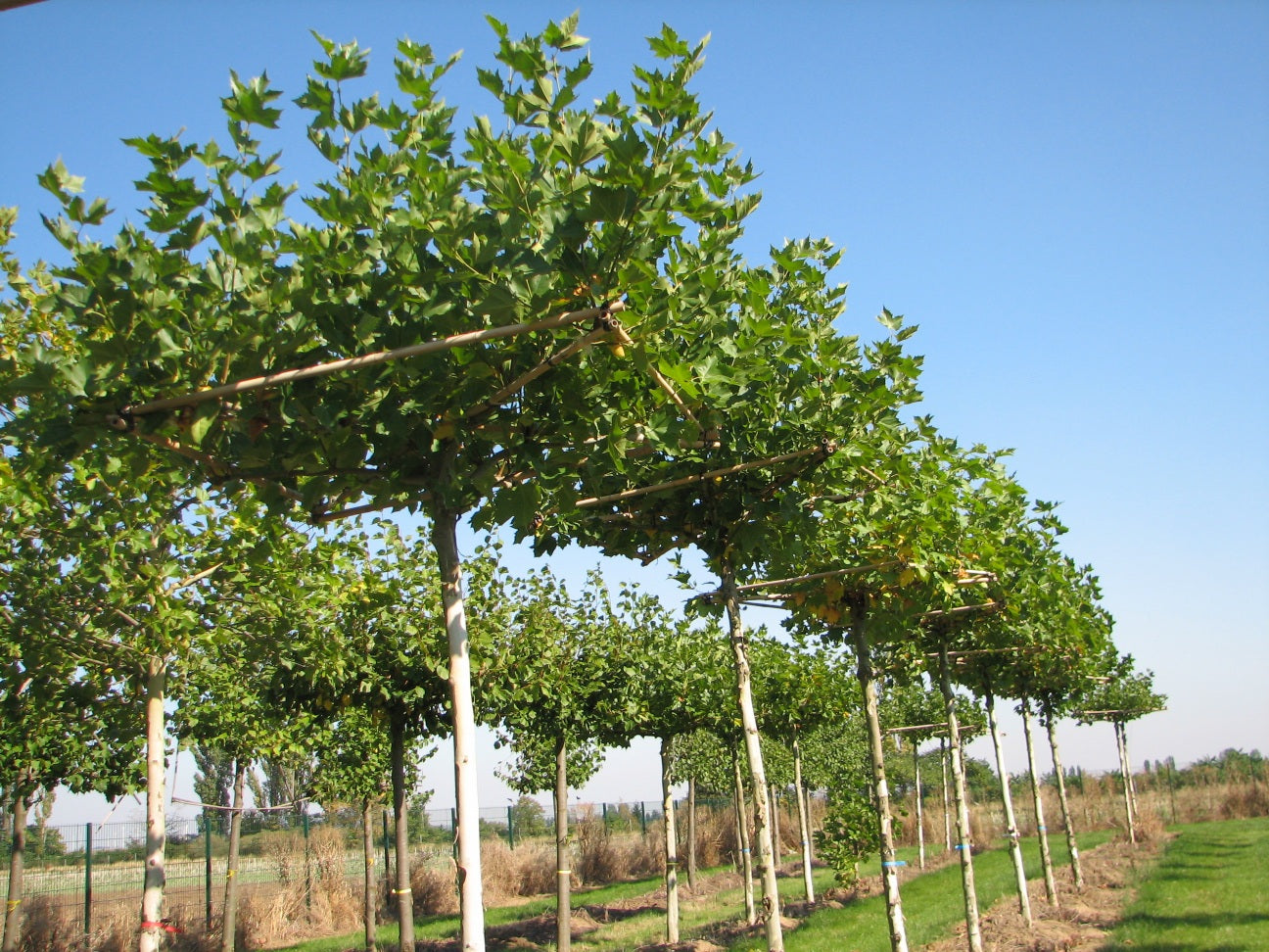 Spalierbäume in der Baumschule