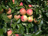 Malus 'Pinova' (Apfel 'Pinova' -S- mittel)