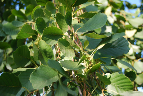 Alnus glutinosa; hier mit Belaubung; sehr anpassungsfähig; Einsatzmöglichkeit z.B. : Pioniergehölz; verfügbar in 23 Größen und Varianten;;ab 1,54 Euro