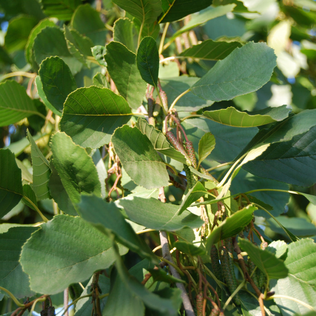 saatgut in die erde bringen 8 buchstaben Alnus glutinosa (Roterle) hier günstig kaufen – Mitteldeutsche-Baumschulen