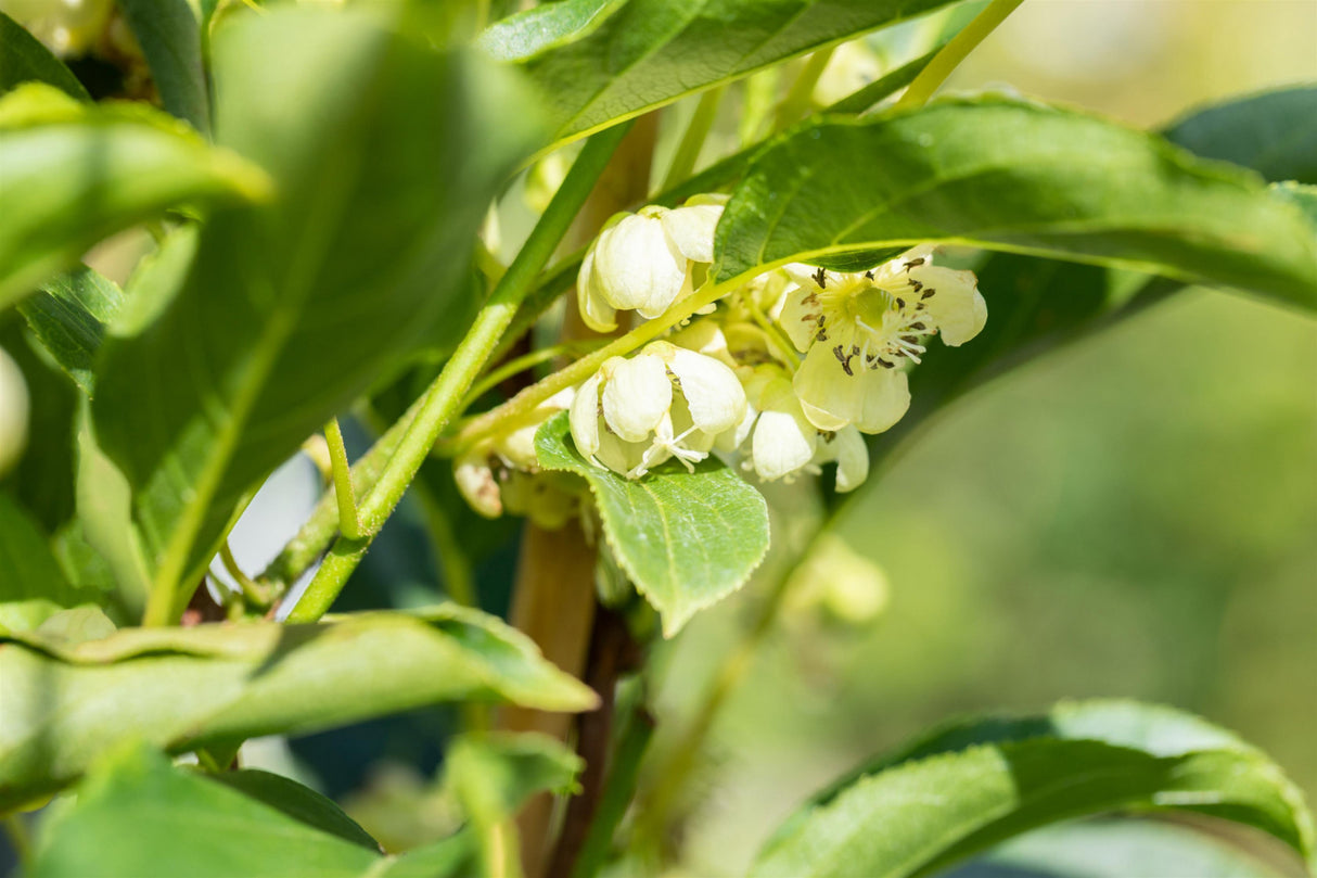 Actinidia arguta 'Issai' mit Blüte, erhältlich von 40-60 bis 100-150 cm; Einsatz: , ;;ab 29,60 Euro