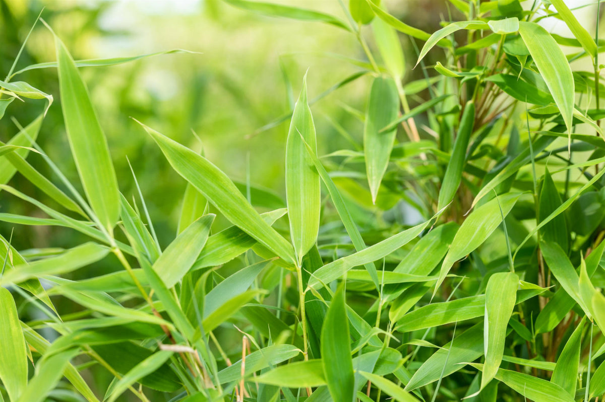 Heckenpflanzen Heckenpflanzen online kaufen aus Heckenpflanze Fargesia  murieliae 'Jumbo' (Gartenbambus 'Jumbo') – Mitteldeutsche-Baumschulen