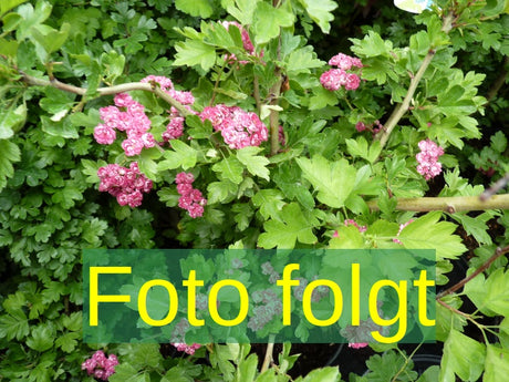 Crataegus mordenensis 'Toba'; Bild wird ergänzt; winterhart; Einsatzmöglichkeit z.B. : Solitärpflanze; verfügbar in 7 Größen und Varianten;;ab 247,00 Euro