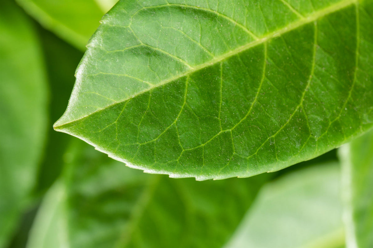 Heckenpflanzen Heckenpflanzen online kaufen aus Heckenpflanze Prunus  lauroc. 'Schipkaensis Macrophylla' – Mitteldeutsche-Baumschulen