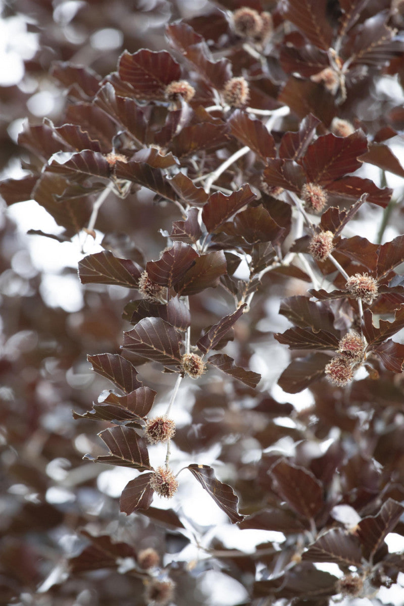 Fagus sylvatica 'Purpurea Latifolia' (Veredelte Blut-Buche) hier günstig  kaufen – Mitteldeutsche-Baumschulen
