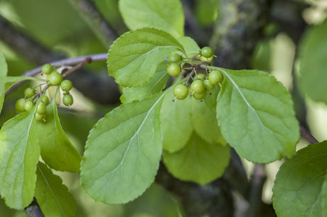 Celastrus orbiculatus; schnellwachsend; verfügbar in 2 Größen und Varianten;;ab 50,60 Euro