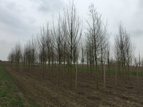 Silberweide 'Belders'; hier mit Winterlaub; anspruchslos; Einsatzmöglichkeit z.B. : Uferbepflanzung; erhältlich von 270-330 bis 450-650 cm;;hier kaufen