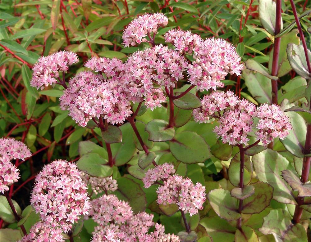 Sedum telephium 'Matrona' mit Blüte; Einsatz: , ;;ab 3,05 Euro