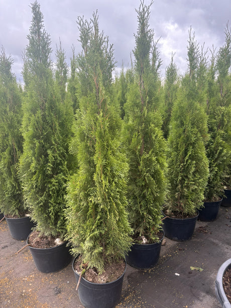 Thuja occidentalis 'Smaragd' im Topf, erhältlich von 30-40 bis 225-250 cm; Einsatz: , ;;ab 10,72 Euro